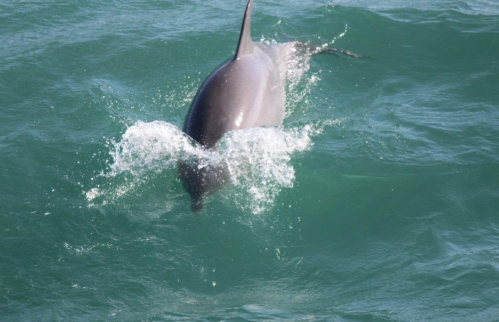Safari Dolphin Tours-纳格斯海德必去景点