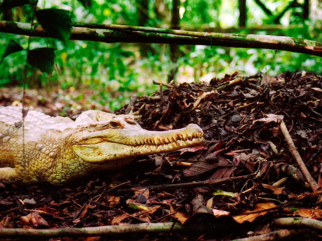 杨氏鳄鱼场-古晋必去景点