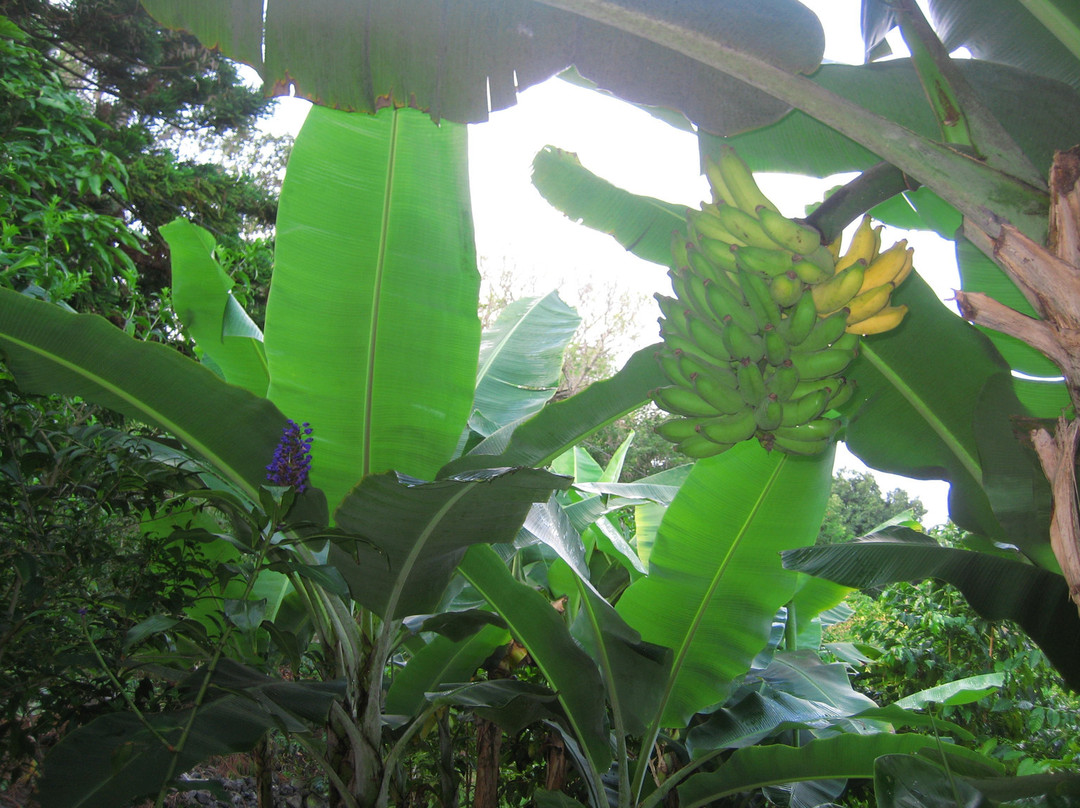 South Kona Coffee Retreat主图