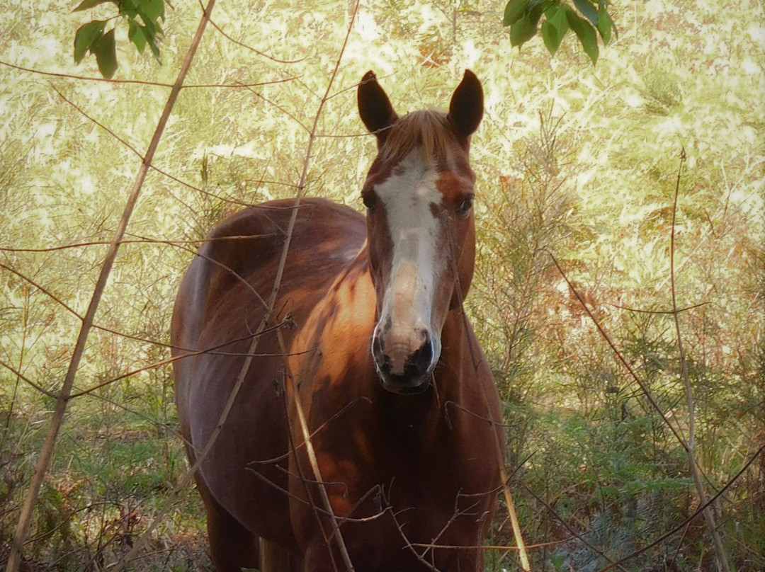 Valery Trails & Horse Riding Centre景点图片