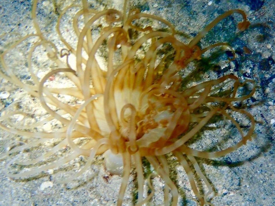 Night Snorkel-圣 托马斯必去景点