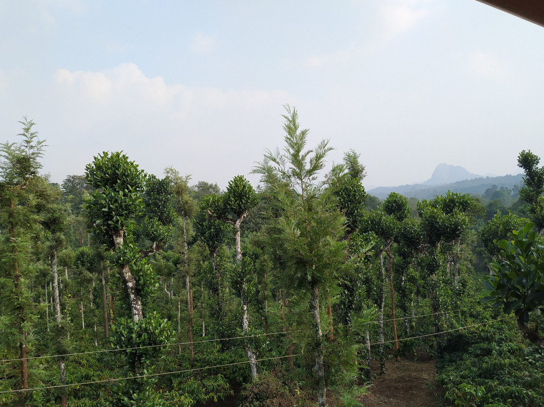 The Suvistara Wayanad主图