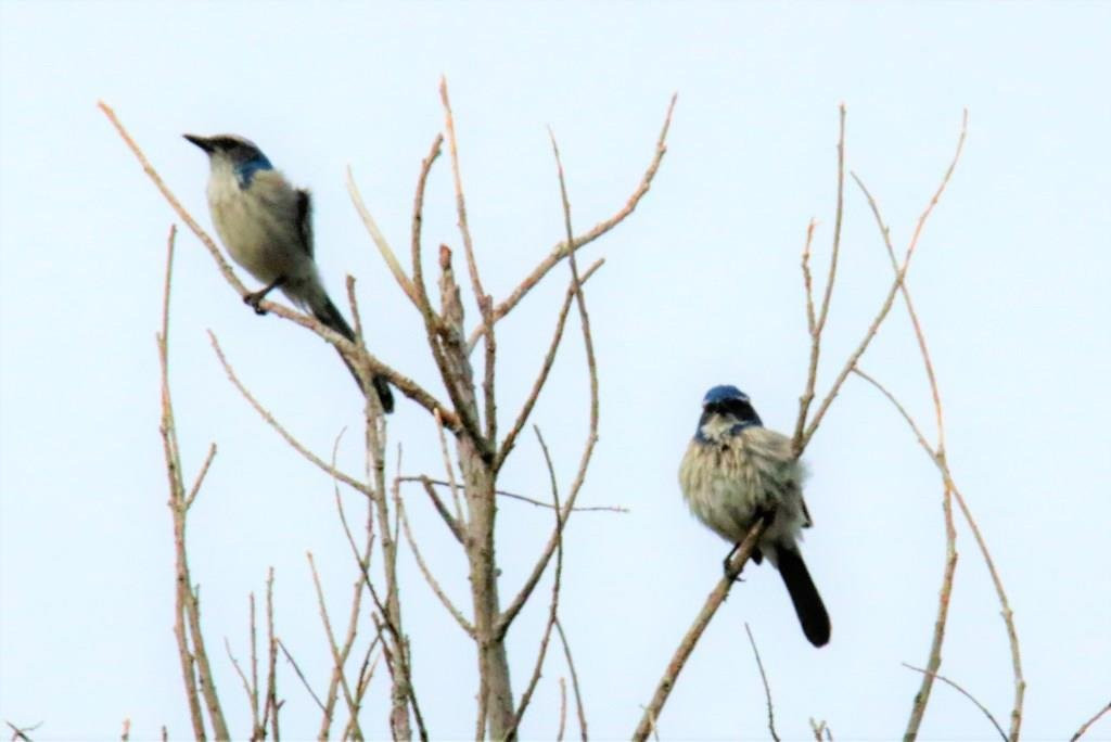 Brannan Island State Park-Rio Vista必去景点