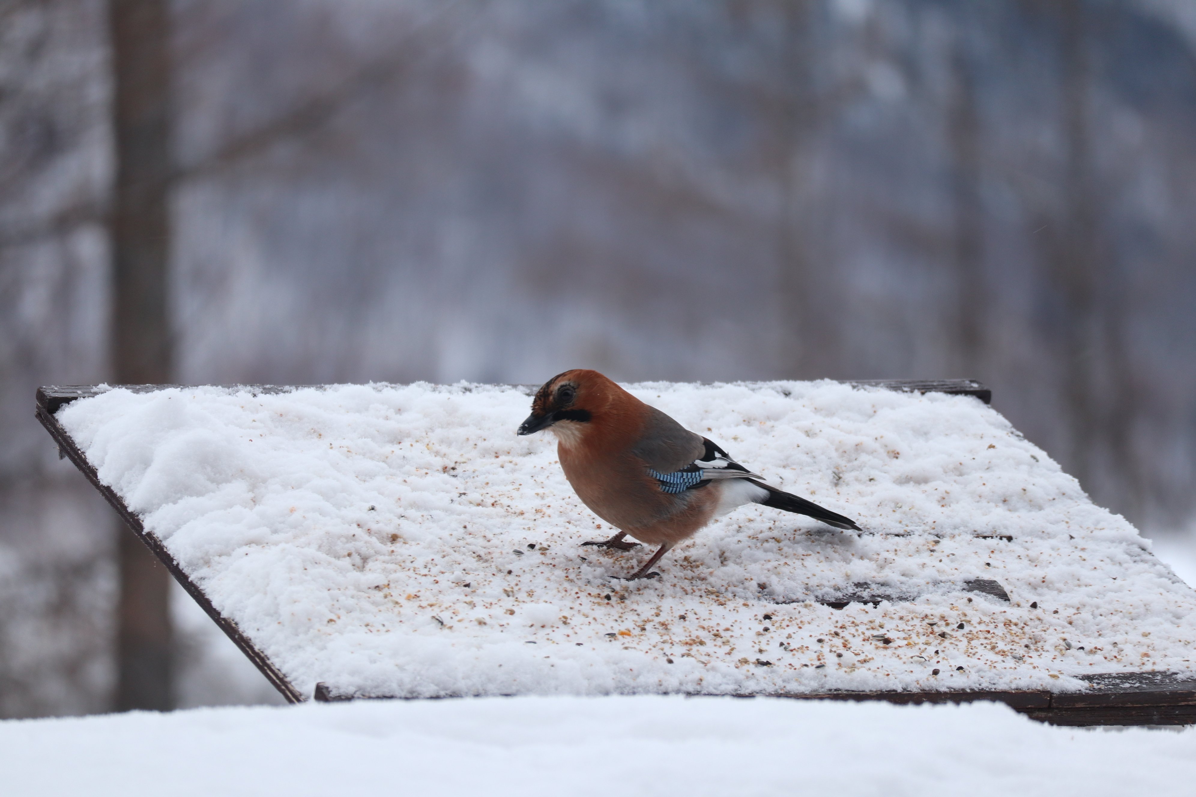 落叶松金山湖酒店-家庭/游戏区