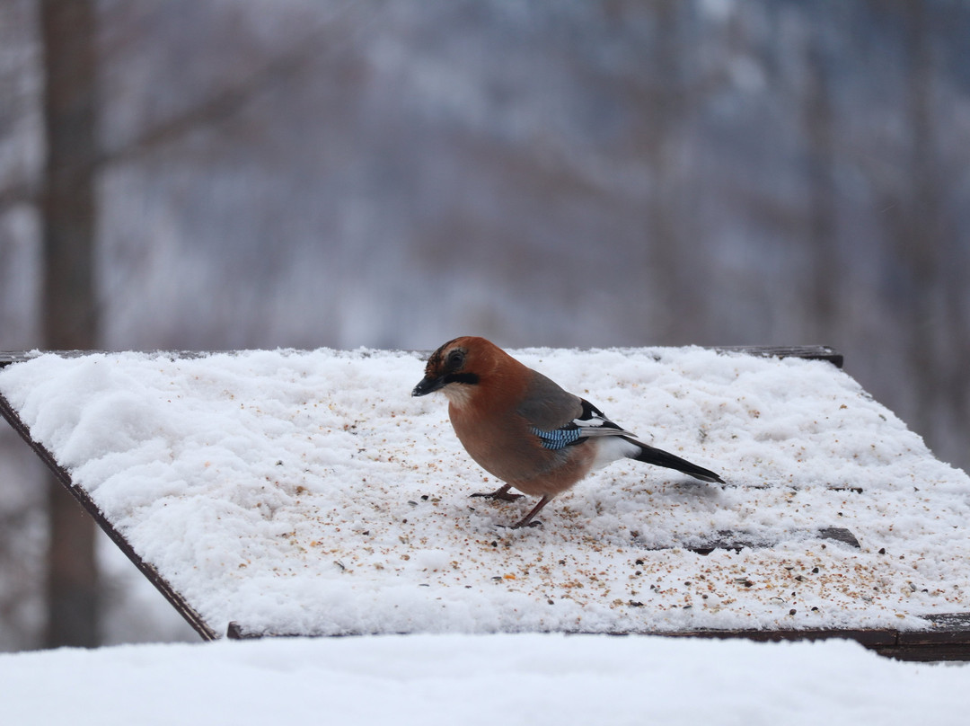 落叶松金山湖酒店主图