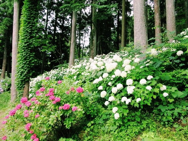 一关市旅游景点-Michinoku Hydrangea Garden