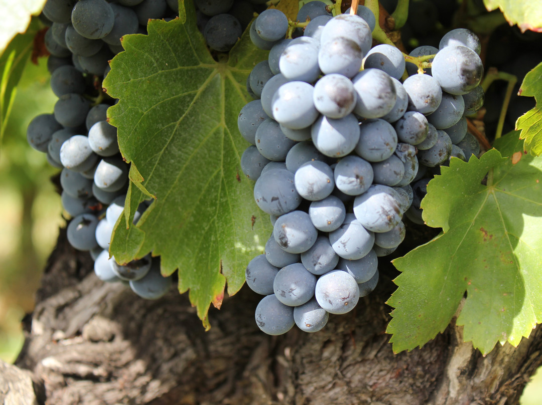 Domaine Le Puy du Maupas-Puymeras必去景点