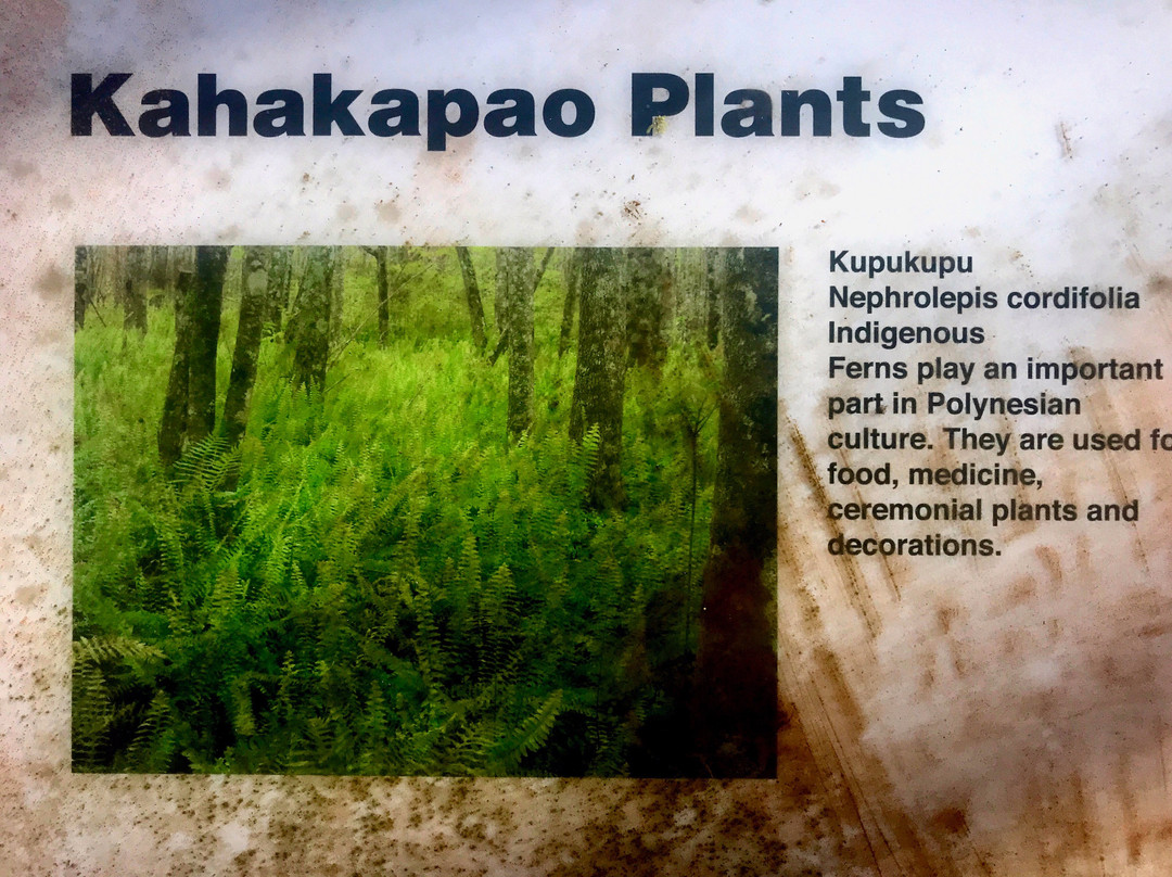 Makawao Forest Reserve-马卡瓦必去景点