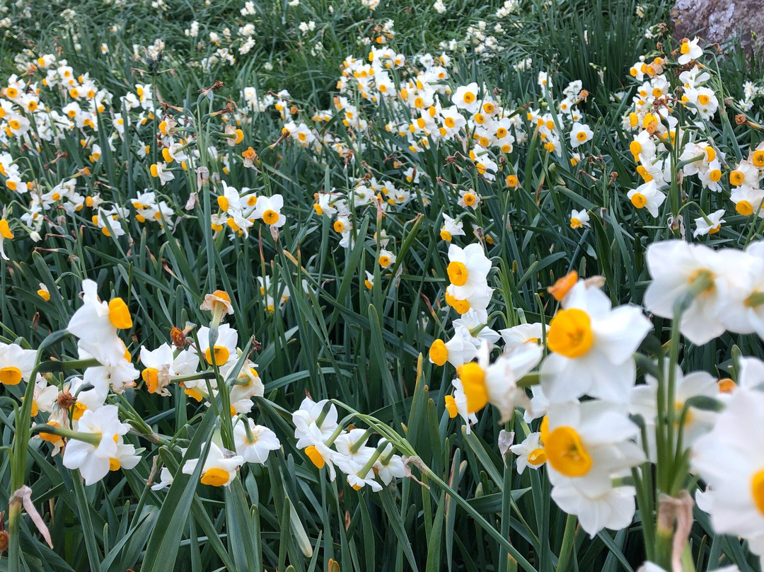 Tsumekizaki Narcissus Festival景点图片