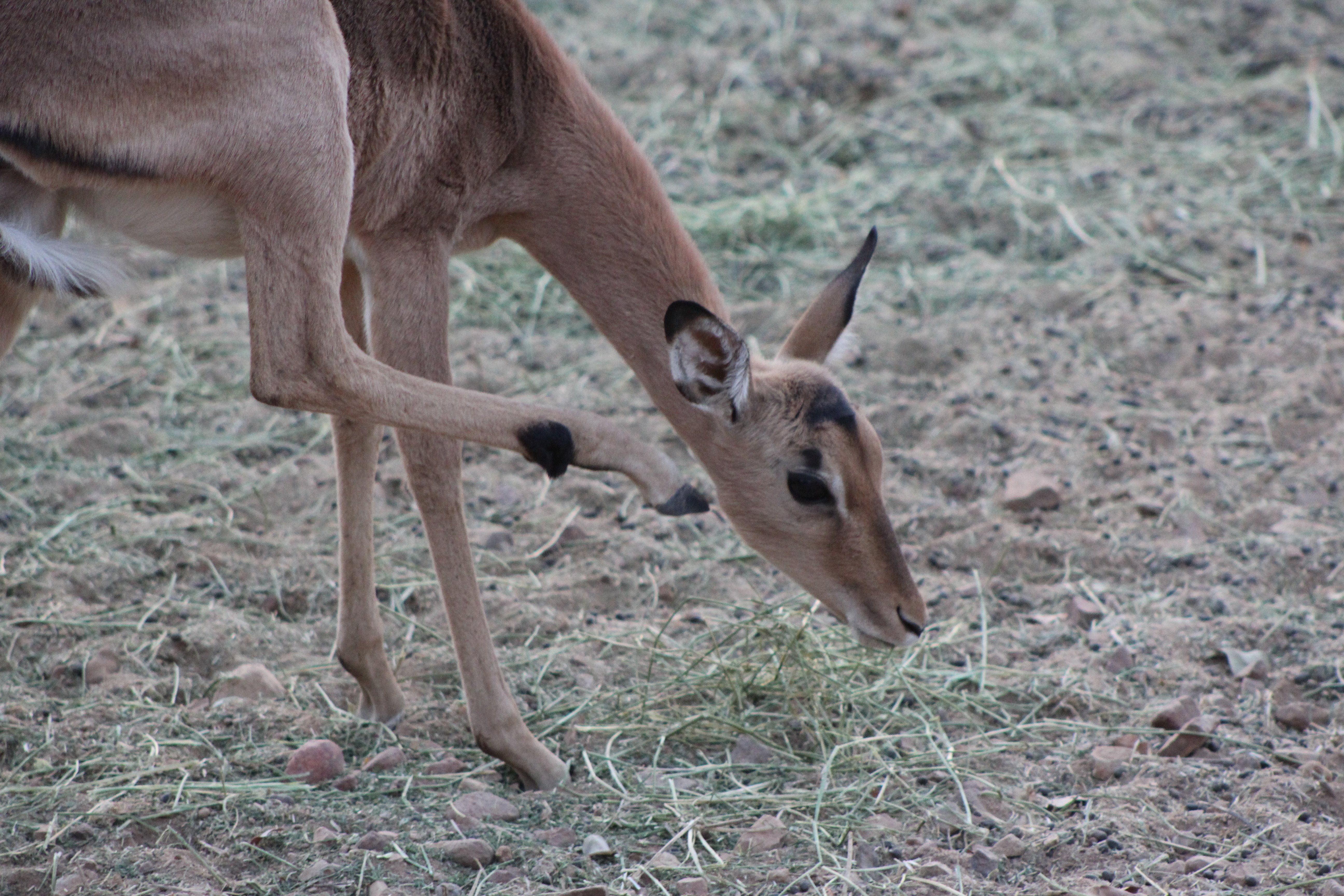 Manong Game Lodge-官方