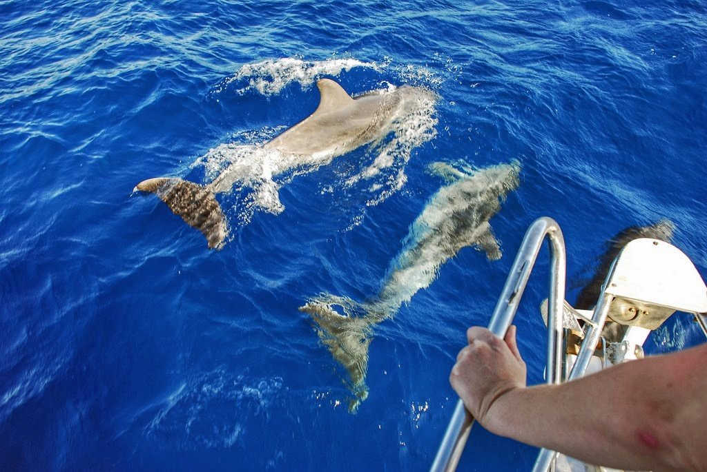 Dolphin Tours Istria-冯塔纳必去景点