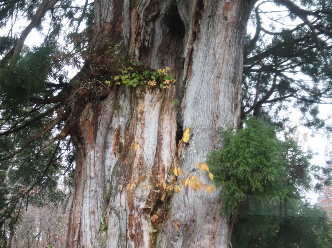 Sendosugi-立山町必去景点