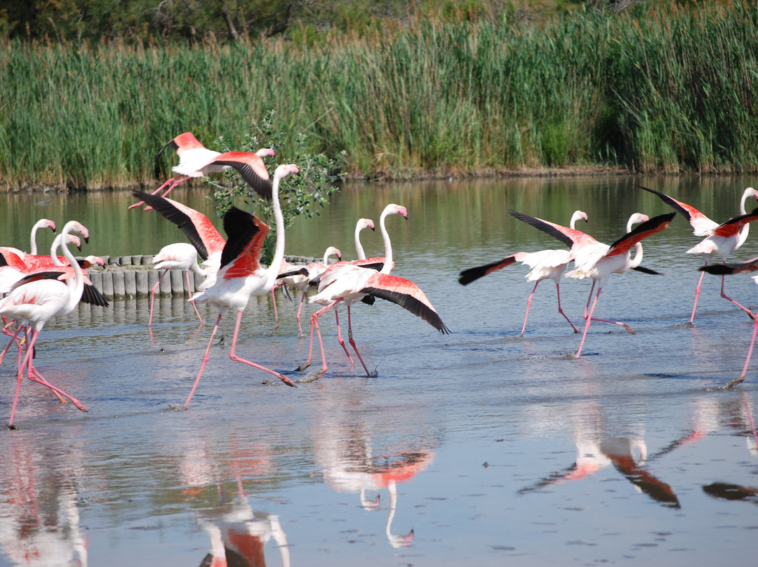 Le Parc Ornithologique de Pont de Gau景点图片