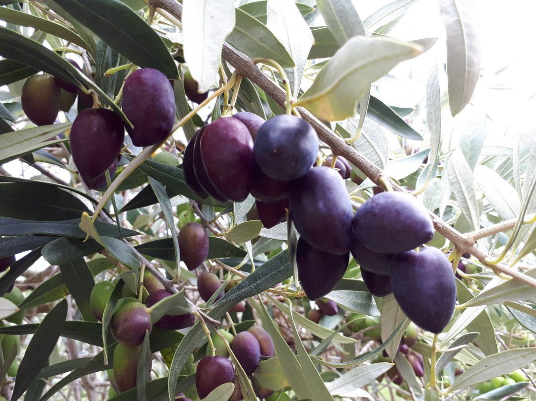 Whirlwind Olives and Oil景点图片