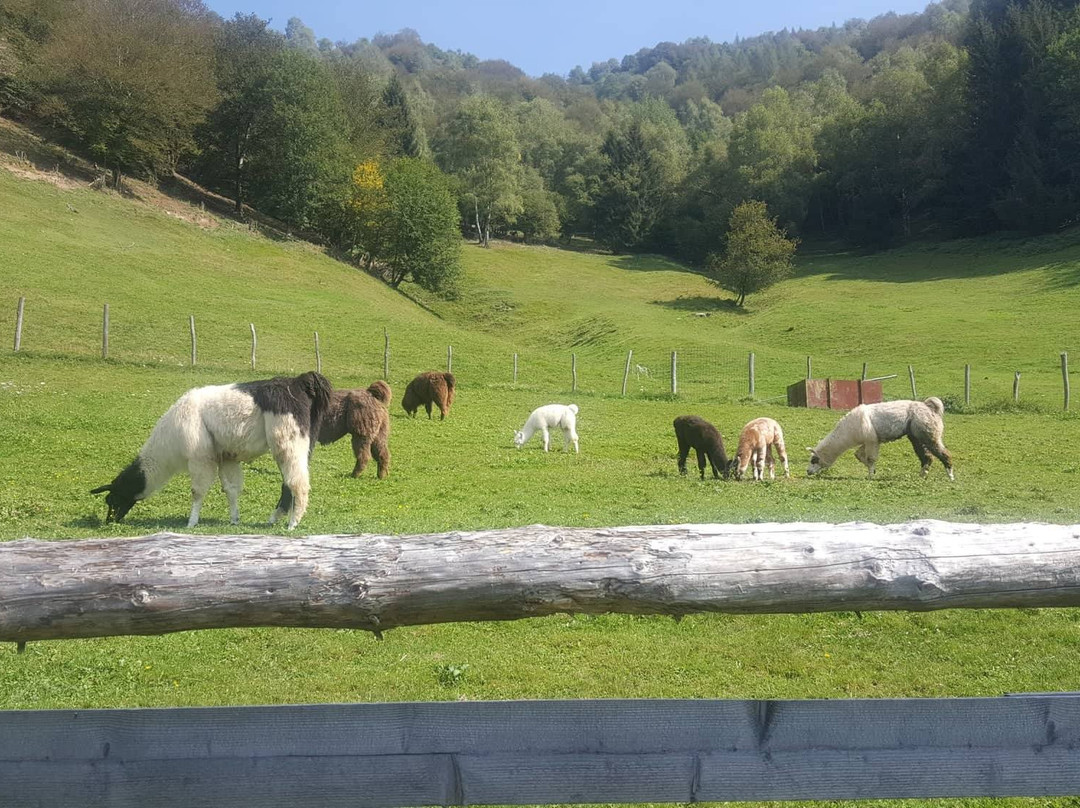 Passeggiata con i Lama