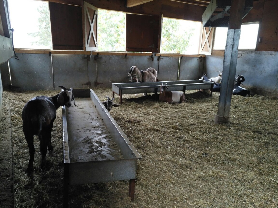 Carmelis Alpine Goat Cheese Artisan-基洛纳必去景点