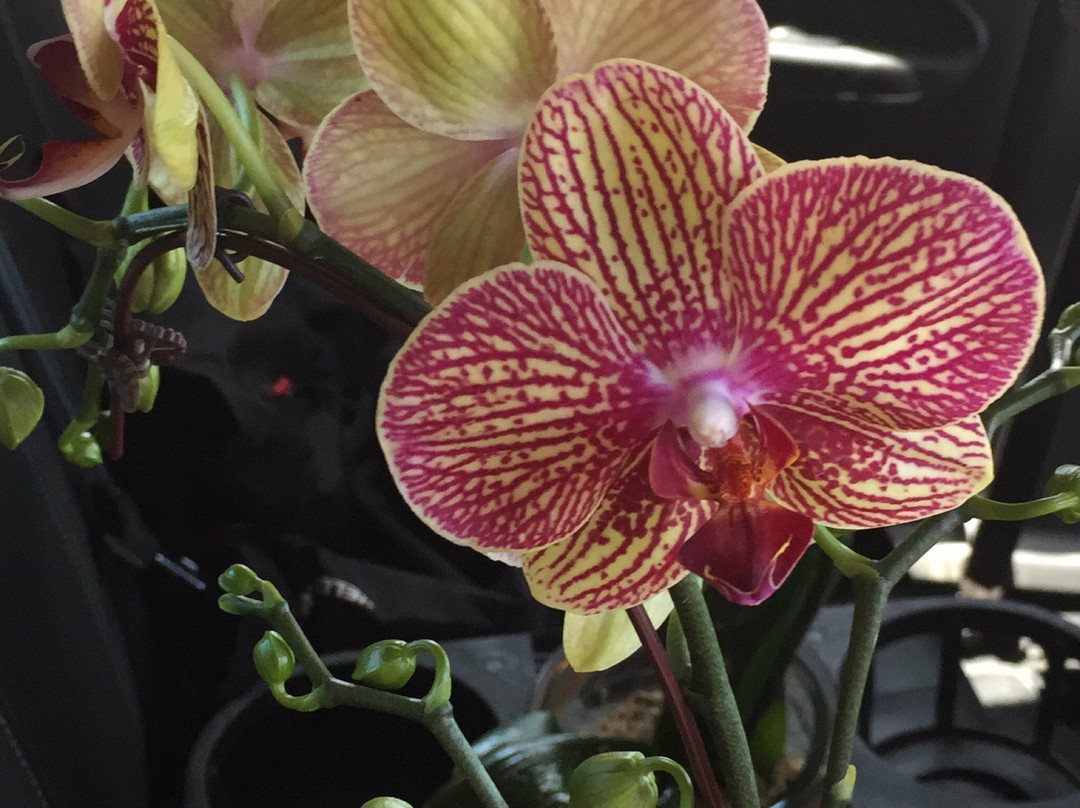 Marvellous Orchid景点图片