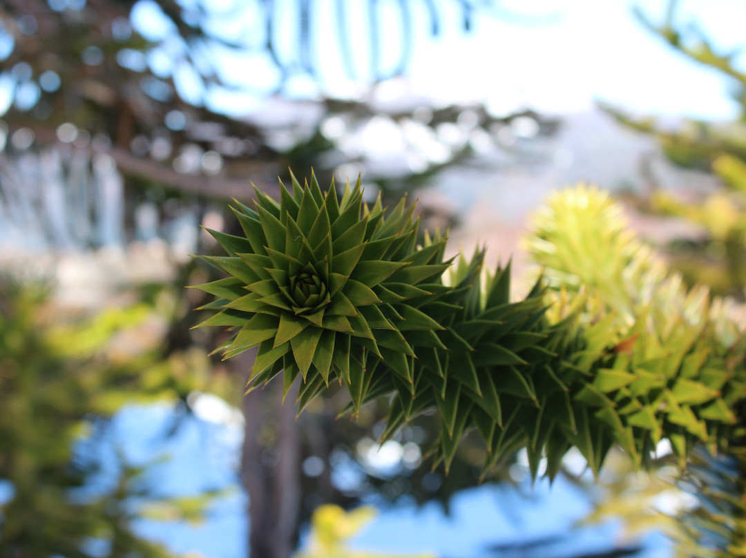 Turismo Volcano-普孔必去景点