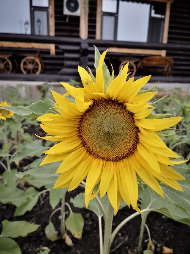 哈乌尔酒店-官方