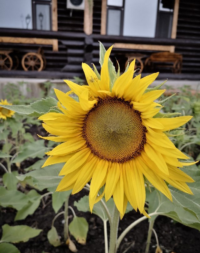 哈乌尔酒店主图