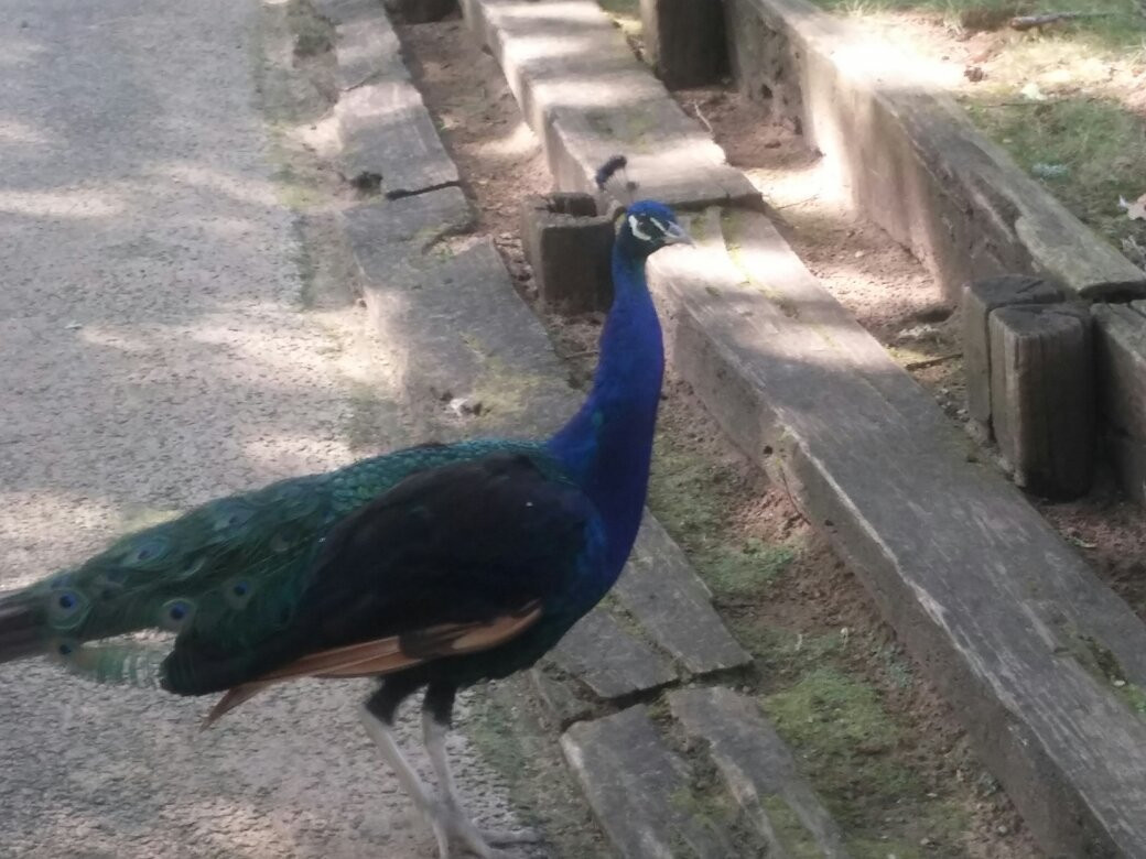 Parc Animalier De Nahuques景点图片