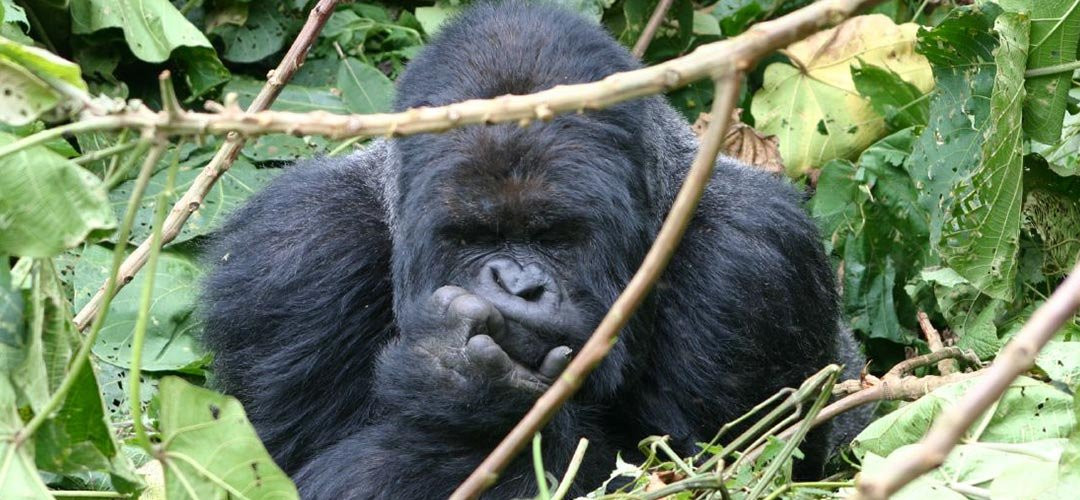 Marlene Africa Safaris-坎帕拉必去景点