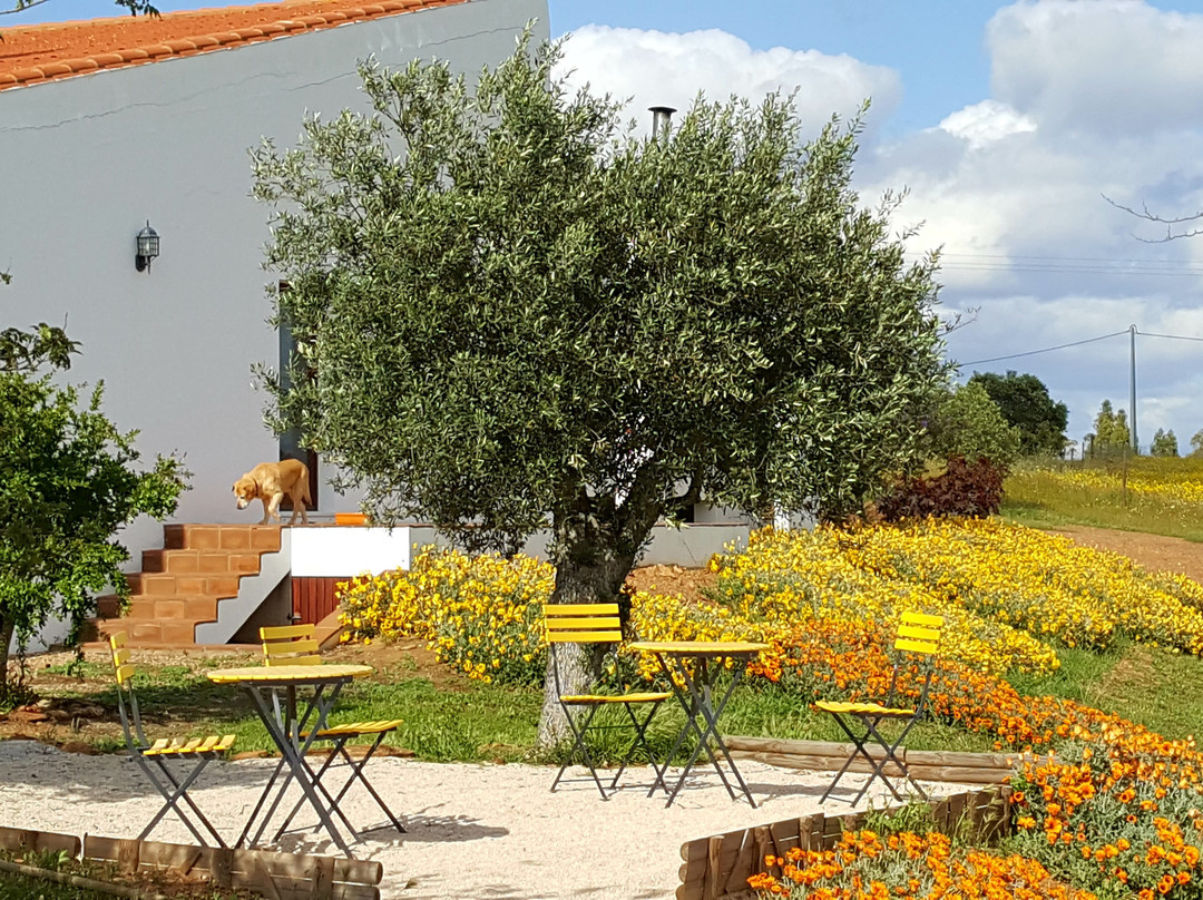 Cantar do Grilo主图