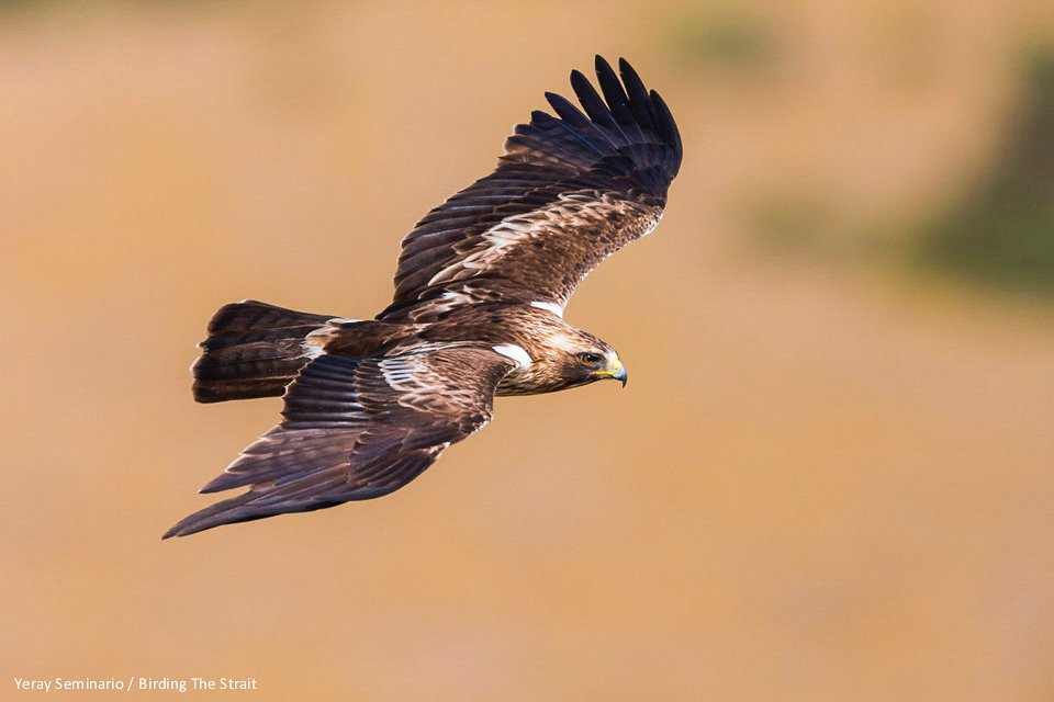 Birding The Strait景点图片