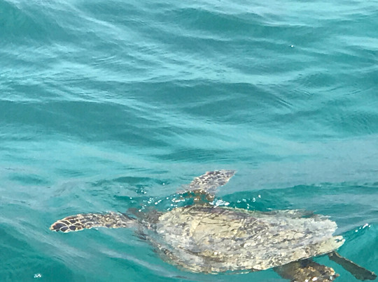 Ocean Sports Glass Bottom Boat Rides-威可洛亚必去景点
