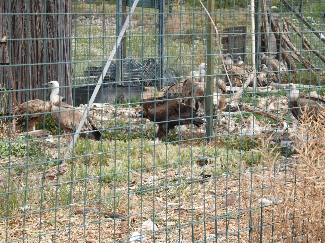 EKPAZ - Hellenic Wildlife Hospital景点图片