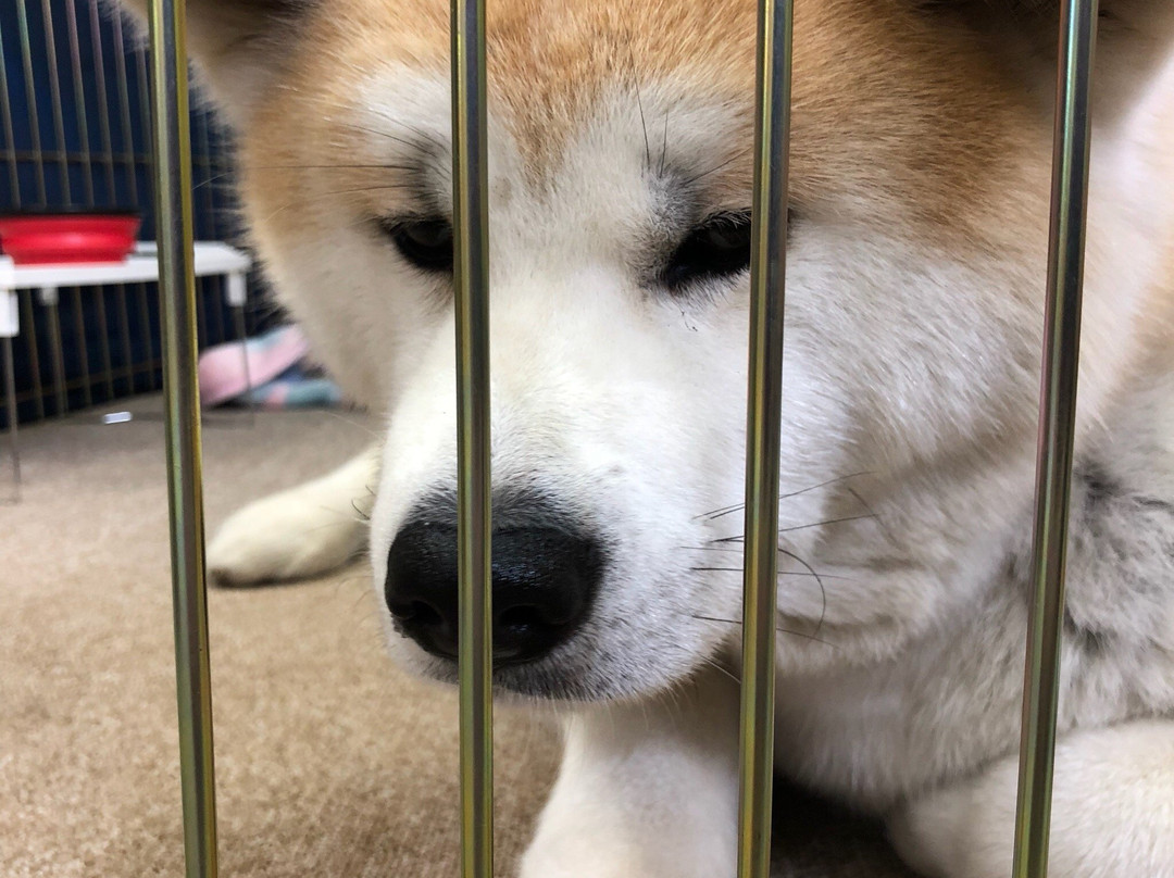 Akita Inu Fureaidokoro-大馆市必去景点