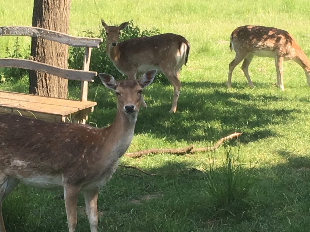 Gästehaus Drostenhof主图