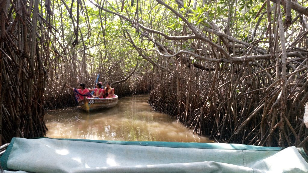 Pichavaram旅游攻略图片