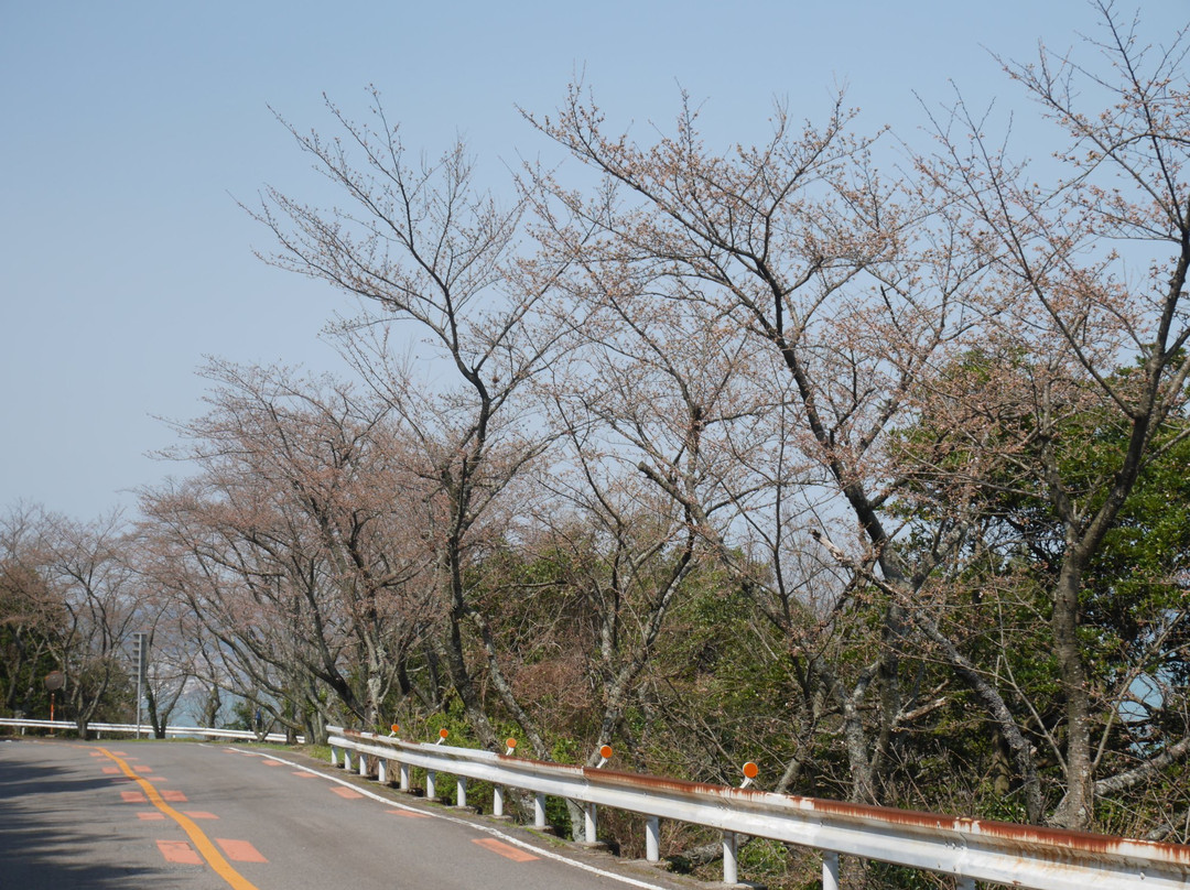 Cherry Trees in Kagamiyama-唐津市必去景点