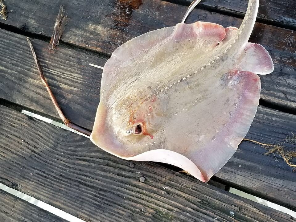 Galveston's 61st Street Fishing Pier景点图片