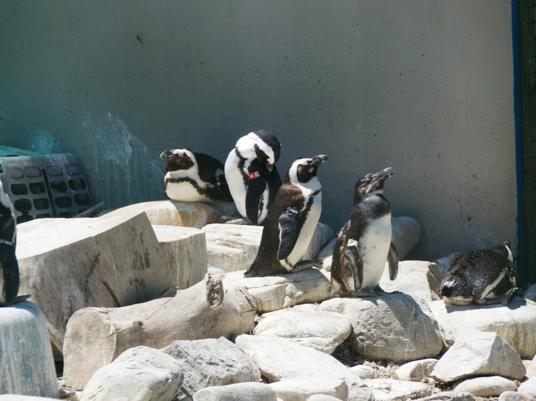 Sanccob Eastern Cape - Penguin Rehabilitation Center-Cape St Francis必去景点