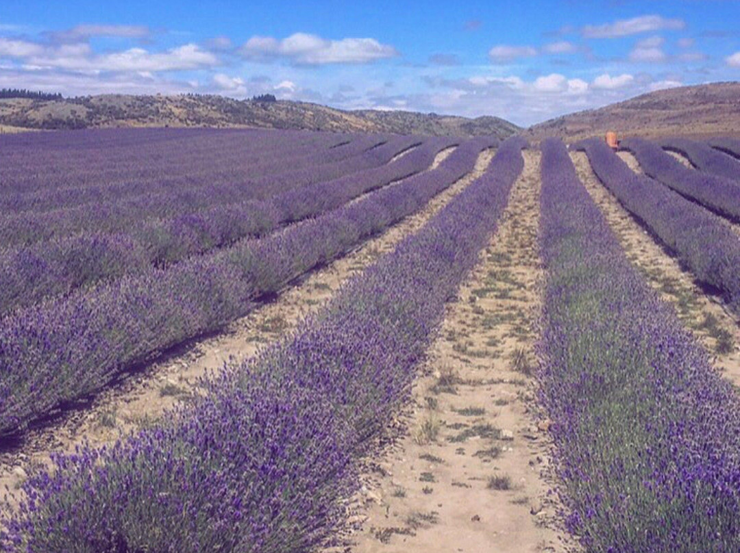 New Zealand Alpine Lavender景点图片