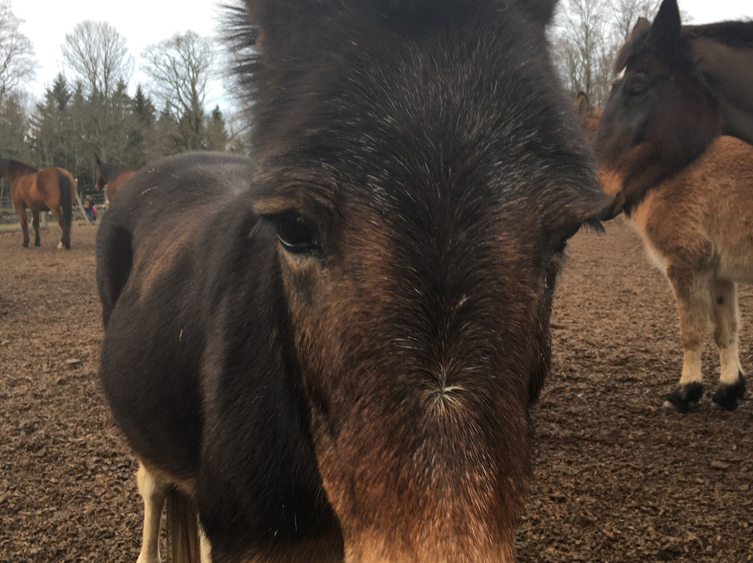 Fondation pour le cheval Le Roselet-Les Breuleux必去景点
