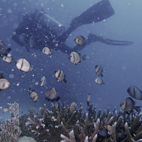 眼镜猴植物园别墅主图