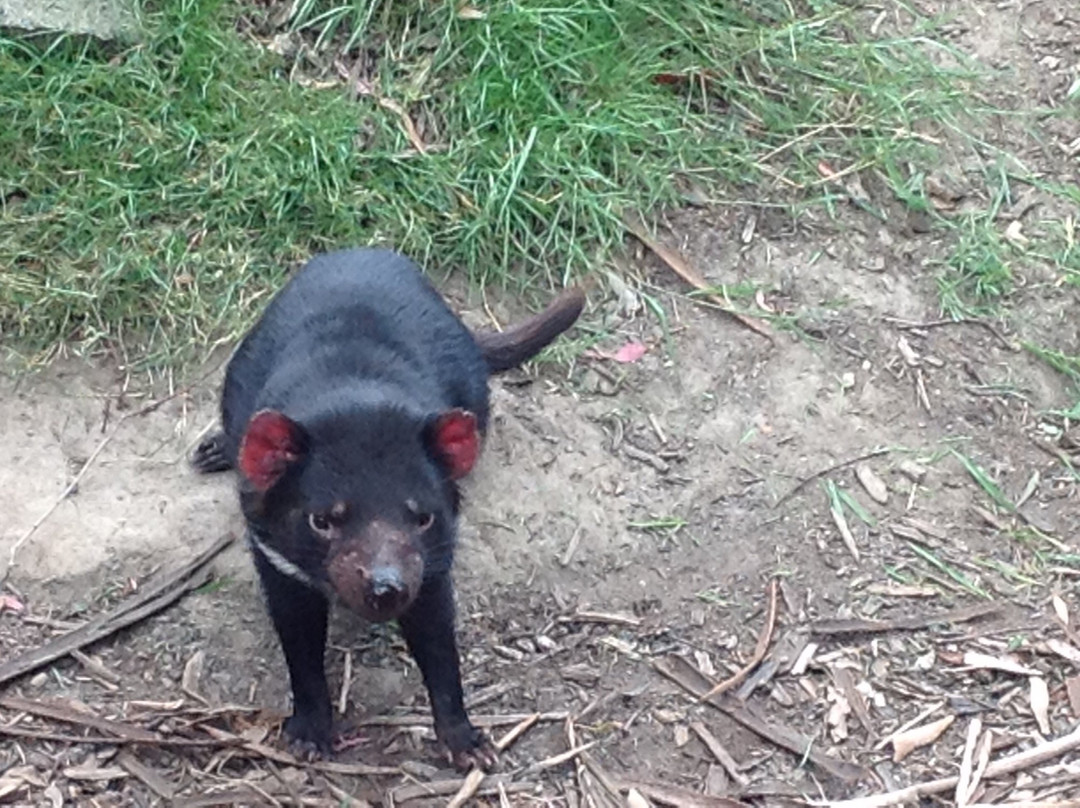 Personalised Tasmanian Tours-霍巴特必去景点