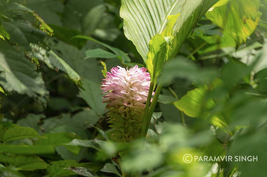 Tansa Wildlife Sanctuary景点图片