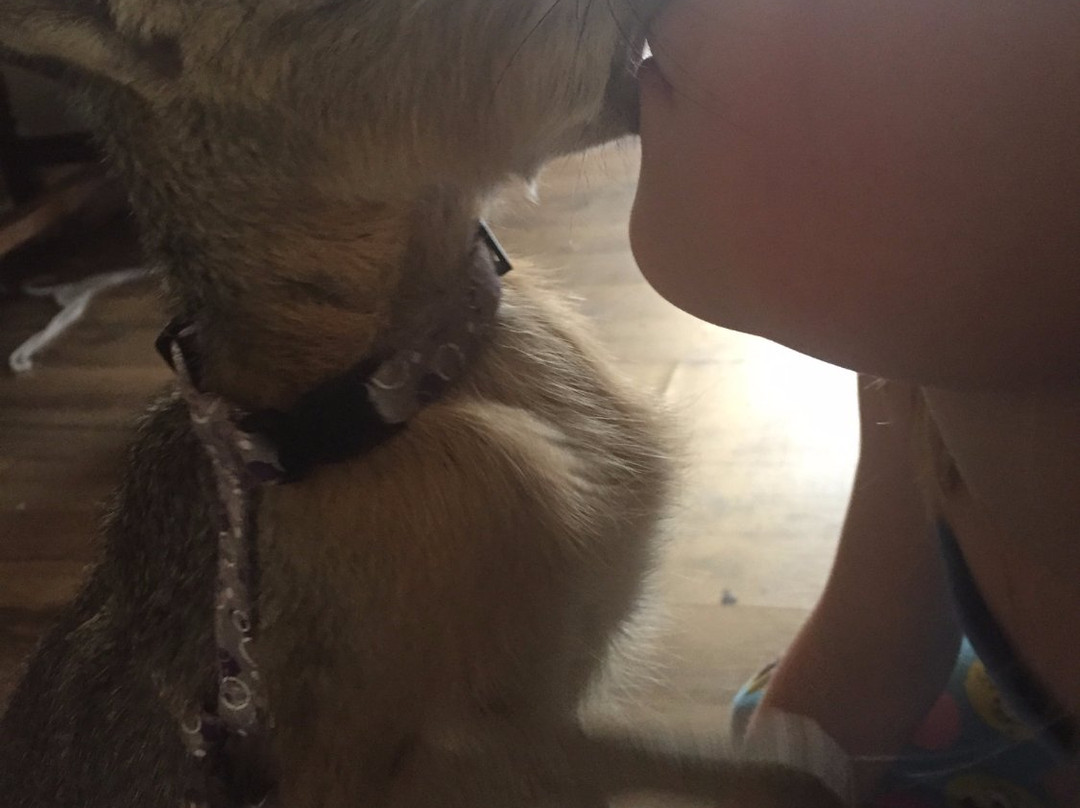 Infinity Acres Petting Ranch景点图片
