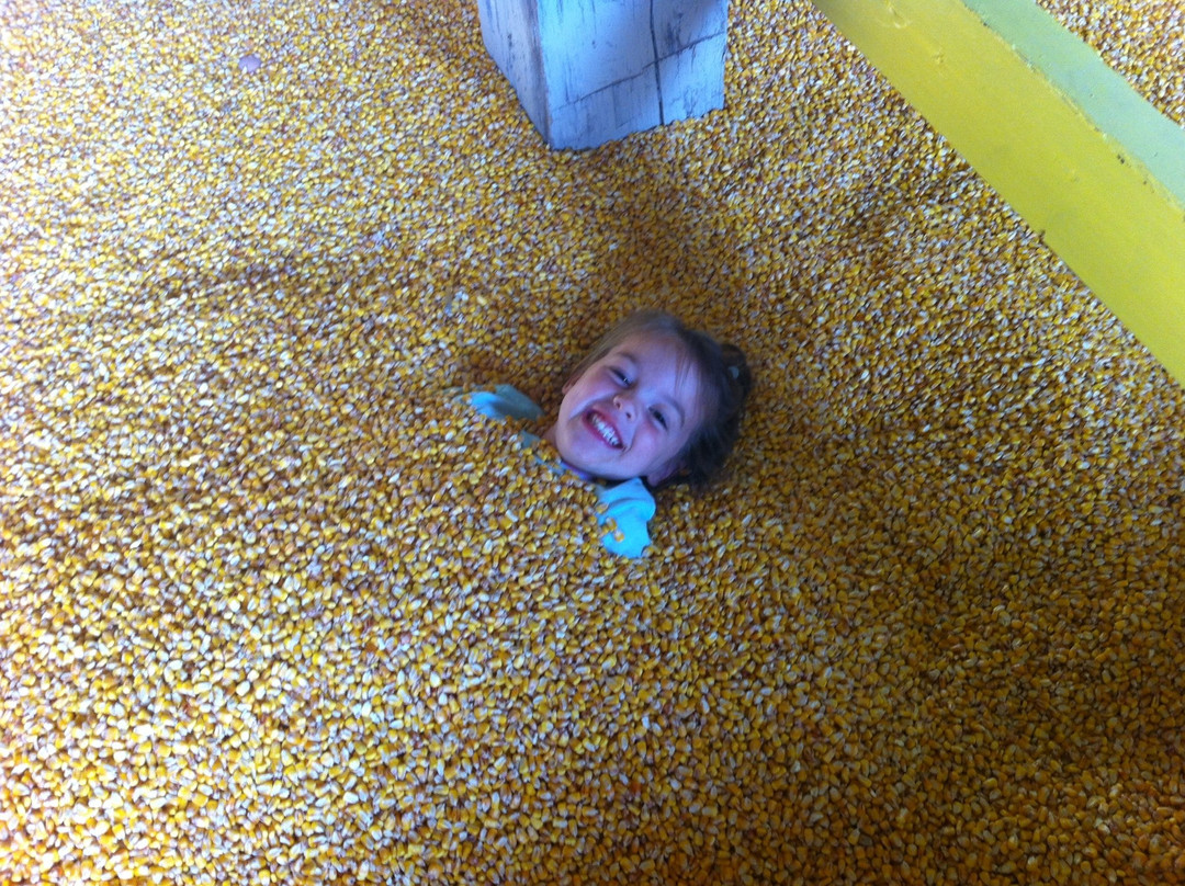 Colton's Fun Farm景点图片