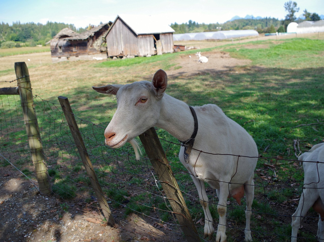 Milner Valley Cheese-兰里市必去景点