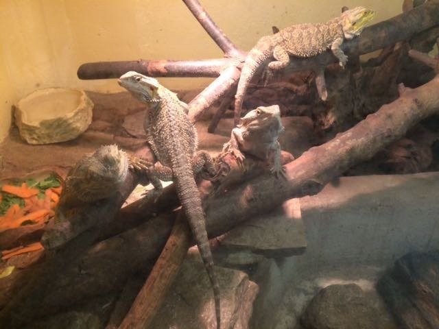 Terrarium de Kerdanet景点图片