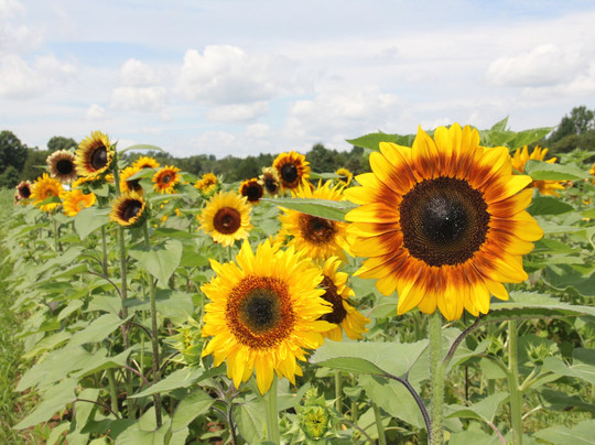 Burnside Farms-Haymarket必去景点