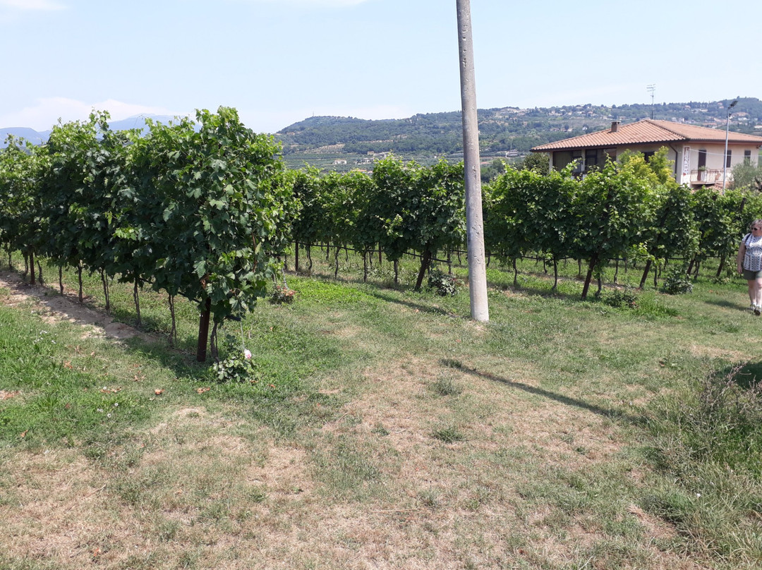 Azienda Agricola Costadoro景点图片