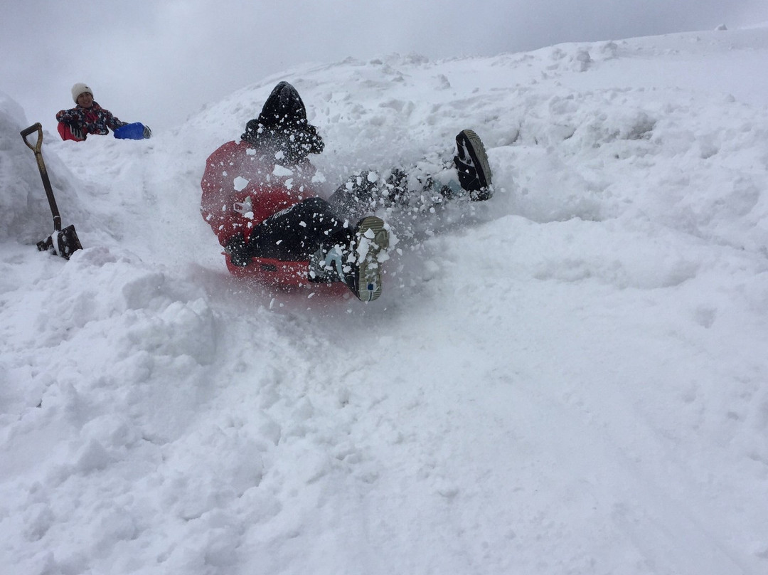 绿色温泉杜鹃主图