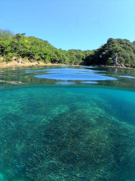 Tatsukushi Diving Center-土佐清水市必去景点