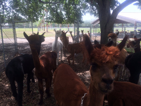 Golden Spirit Alpaca Ranch-Odessa必去景点
